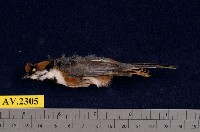 藏品(紅頭山雀)的圖片